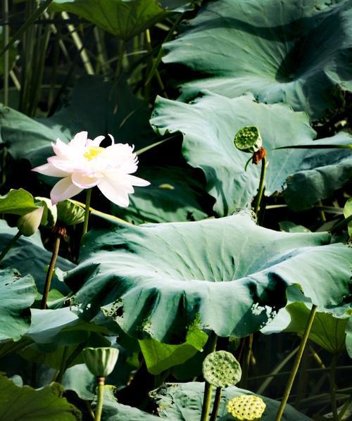 《夏风手冢攻略，成为绝对王者》（揭秘夏风手冢的技巧与策略，助你登上巅峰）